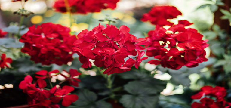 Geraniums