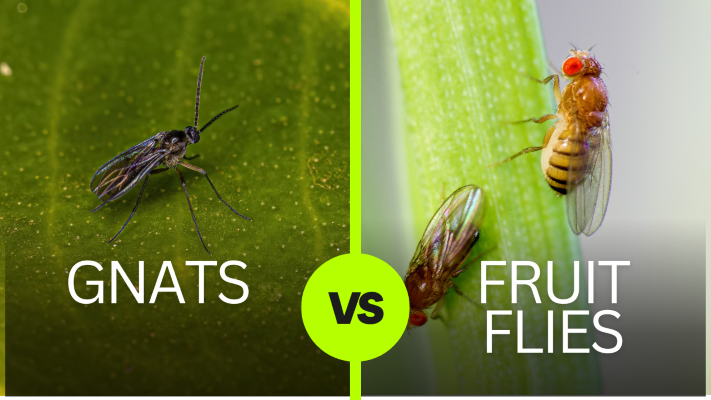 Gnats Vs Fruit Flies: Appearance, Differences & How to Prevent