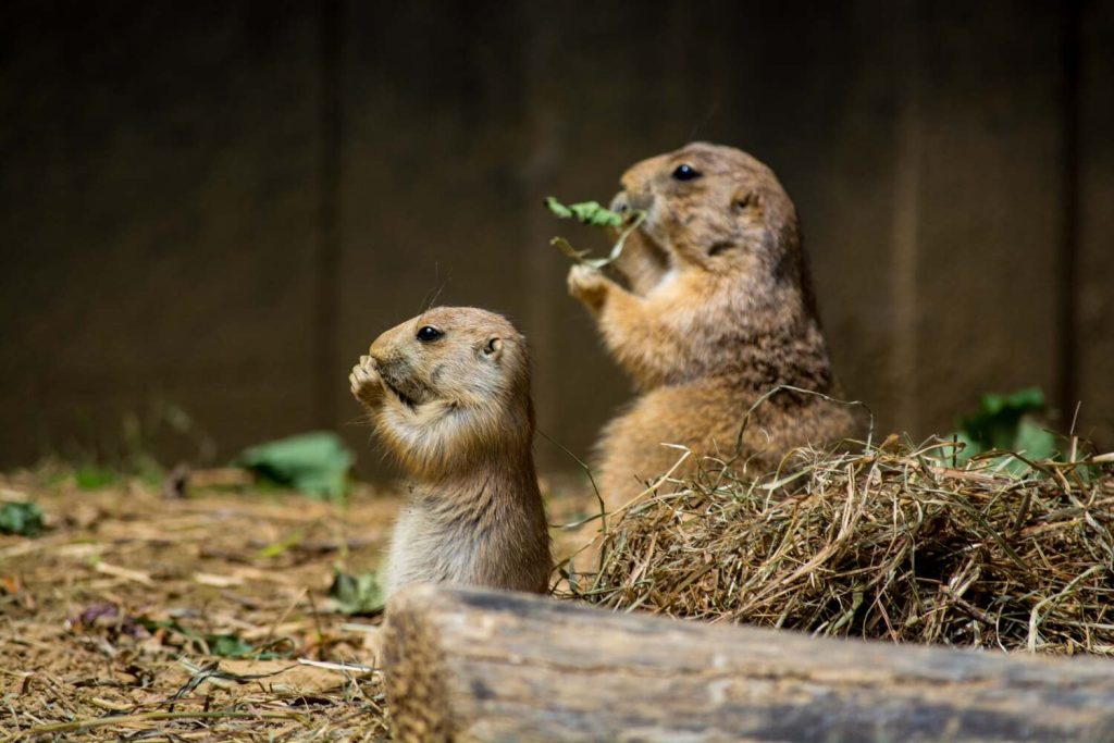 Gophers-eating-grass-in-backyard-1