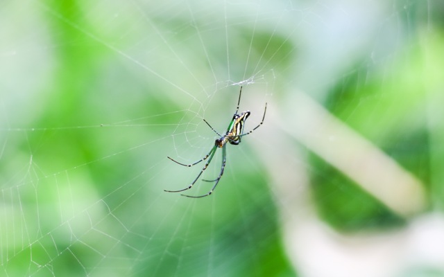 COMMON HOUSE SPIDERS demo