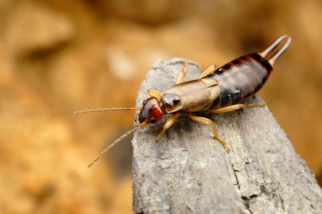 How to Get Rid of Earwigs in House: Eliminate, Control, and Prevent