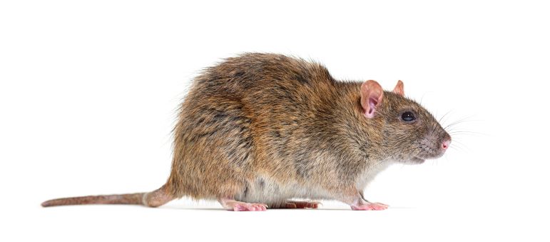 Identify Roof Rat Droppings and How to Get Rid of Them
