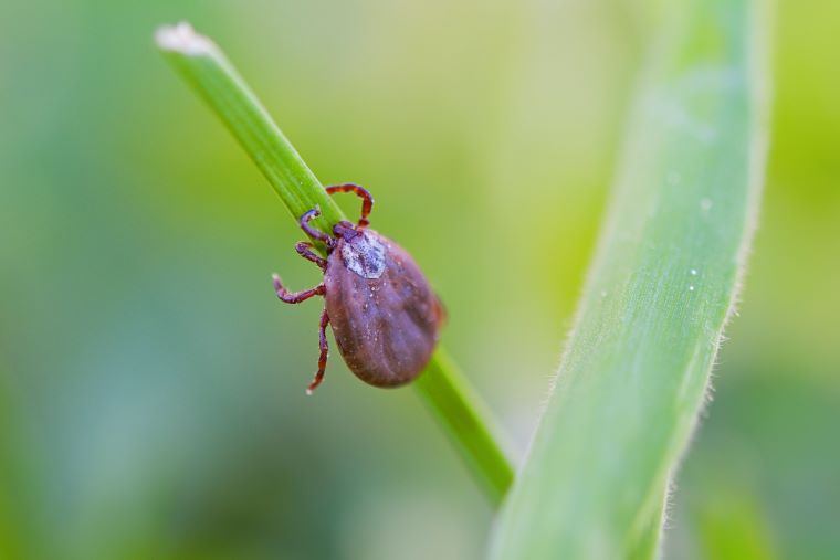 How to Get Rid of Ticks in the House