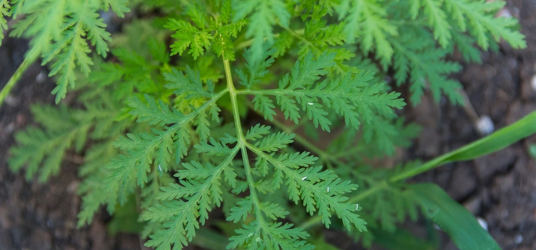 Wormwood