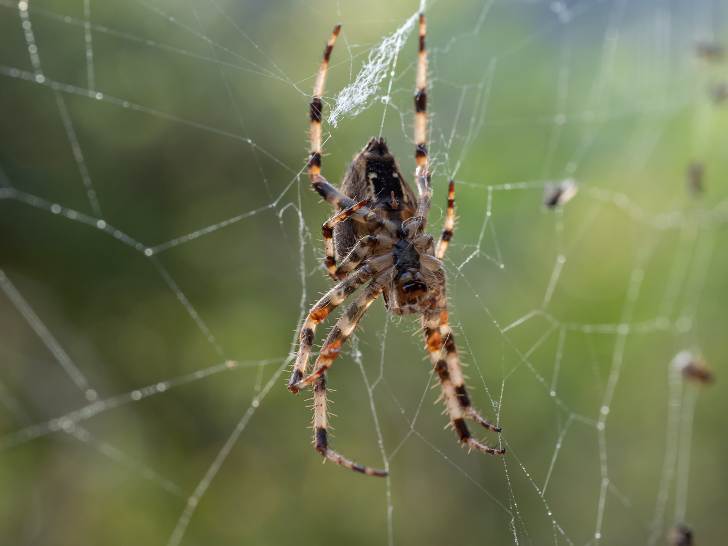 Grass Spider (Agelenopsis): Lifecycle, Looklike, Bites, and How To Get Rid of Them