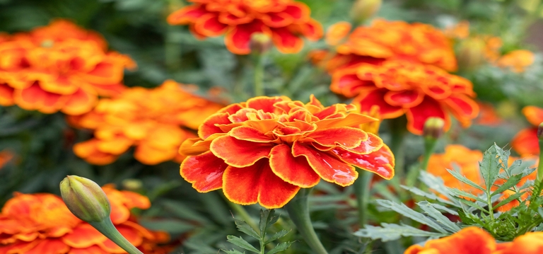Marigolds