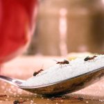Ant Control