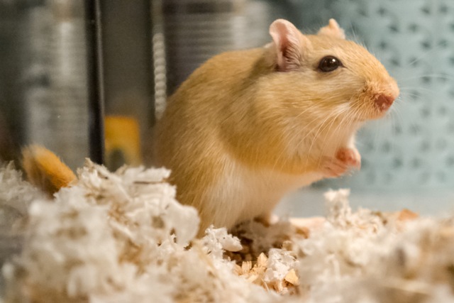 How to Protect Your Electrical Wiring from Rodents