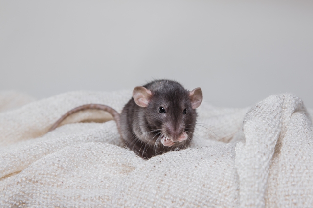 Rodent-control