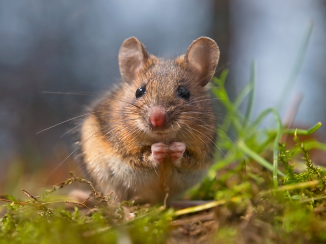 Rodent-infestation