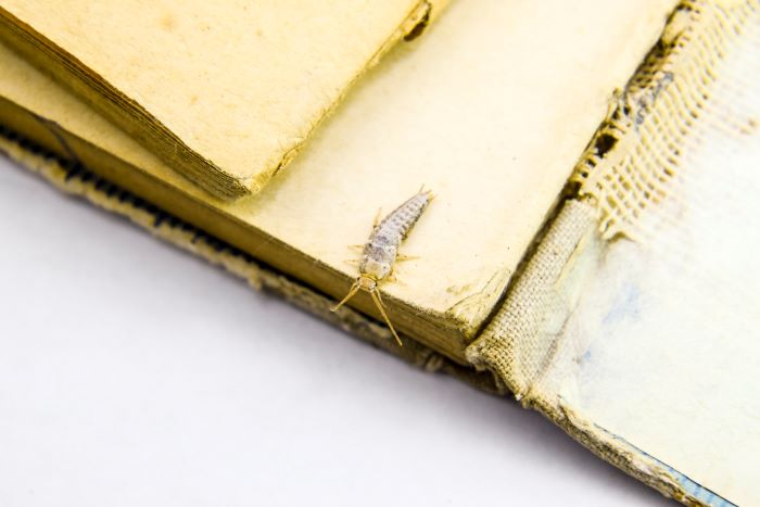 Do Silverfish Bites Humans? Are Silverfish Bites Dangerous?