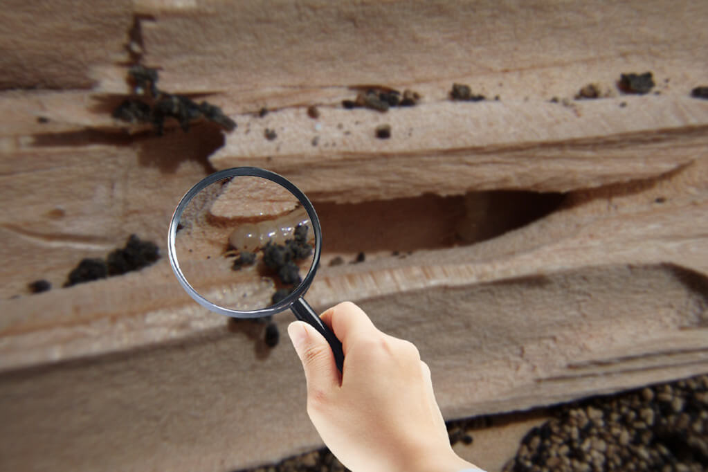 Termite-inspection