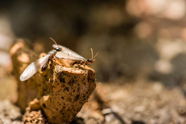Signs of Termites and Termite Damage