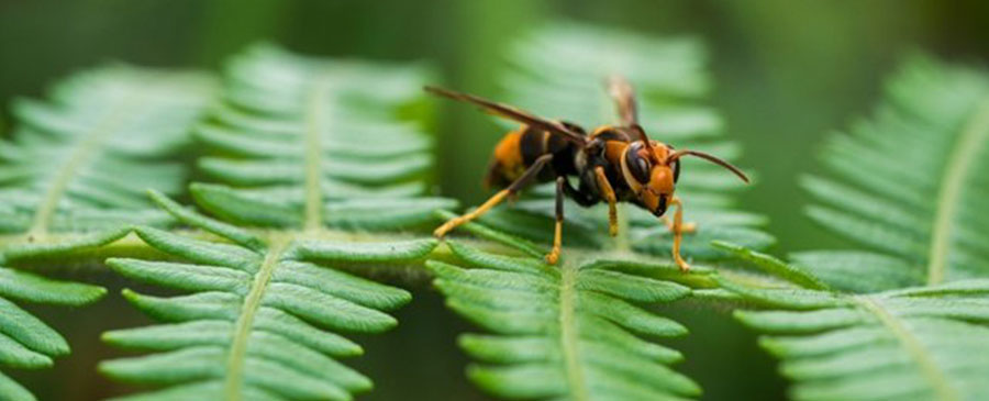 How to Get Rid of Wasps & Prevent Them from Coming Back