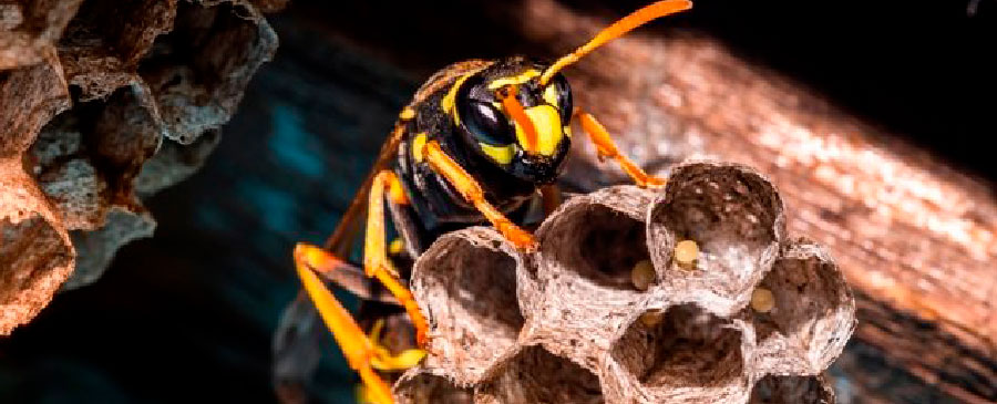 How to Get Rid of Wasp Nest & Prevent It from Coming Back