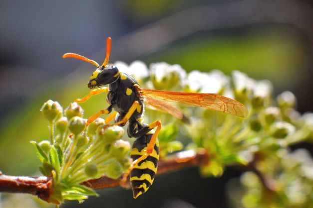 Where Do Wasps Go in Winter & How Do They Survive?