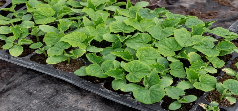 Cucumbers