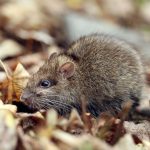 Res Rodent Control
