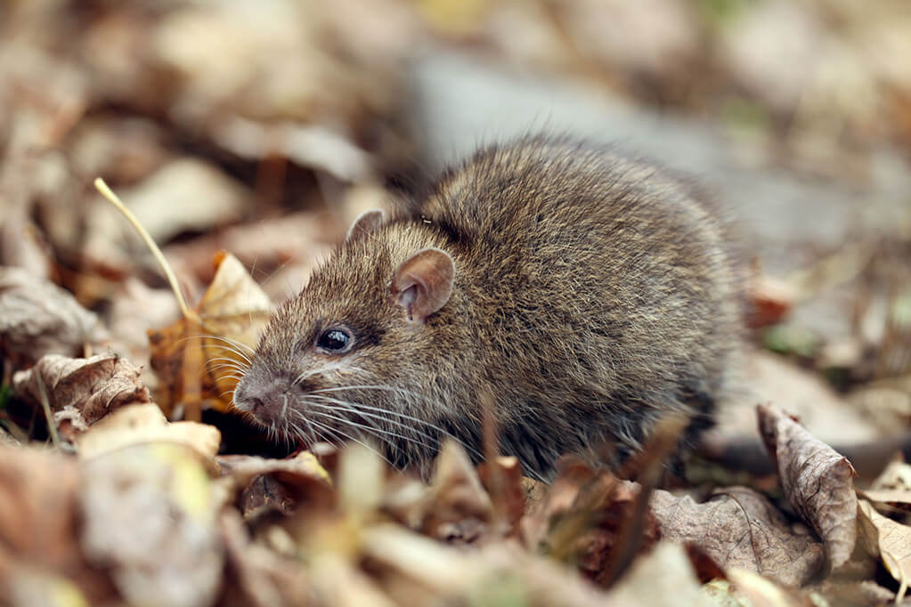 Res Rodent Control