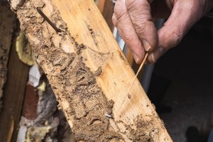 Termite Control