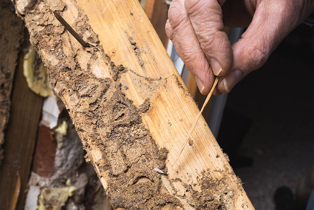 Res Termite Control