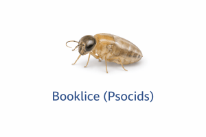 Booklice Psocids Image 300x