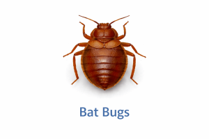 Bat Bugs Image 300x