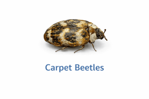 Carpet Beetle Image 300x