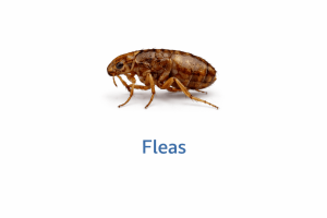 Fleas Image 300x