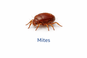 Mites Image 300x