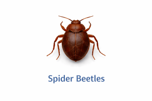 Spider Bettles Image 300x