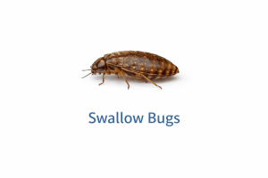 Swallow Bugs Image 300x