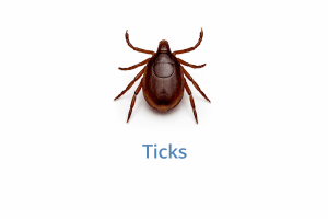 Ticks Image 300x